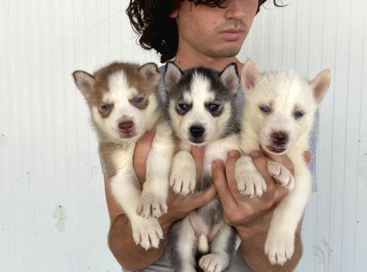 Her Renk Husky Yavrular görsel