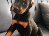 Siyah Renk Doberman Bebekler