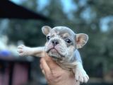 Biblo French Buldog