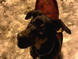 3 Buçuk Aylık Doberman Safkan