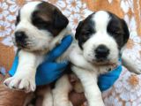 Dev Saint Bernard