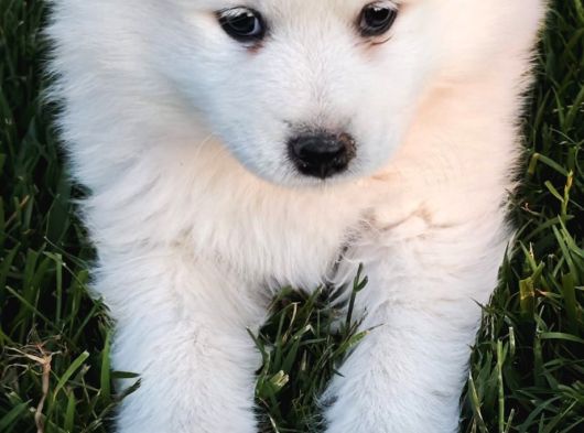 Kartopu Samoyed görsel
