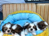 Teacup shih tzu yavrular