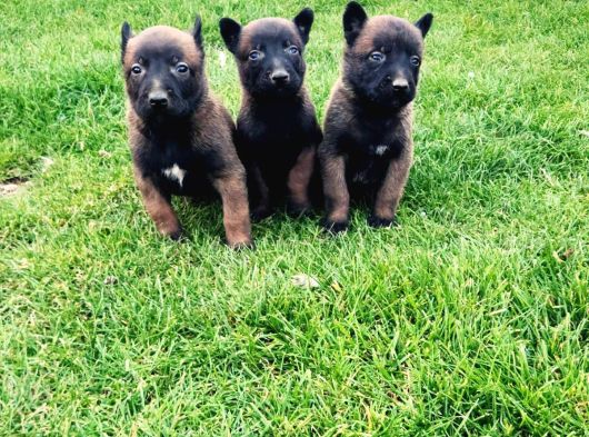 Üst Düzey Kara Maske Belçika Malinois görsel