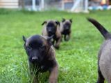 Üst Düzey Kara Maske Belçika Malinois