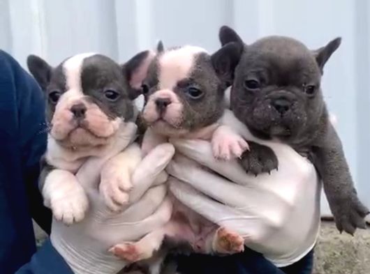 A Kalite Blue Point French Buldog Yavrular görsel