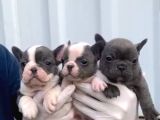 A Kalite Blue Point French Buldog Yavrular