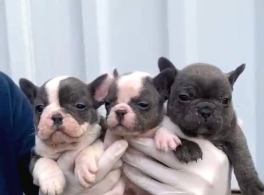 A Kalite Blue Point French Buldog Yavrular