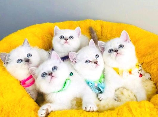 Maviş Point British Shorthair Bebeklerim görsel