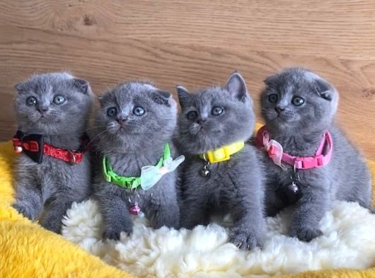 Ayı Suratli Blue Scotish Fold Bebeklerim görsel