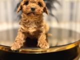 Core Teacup Poodle Bebekler