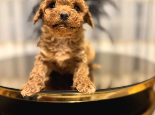 Core Teacup Poodle Bebekler görsel