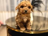Core Teacup Poodle Bebekler