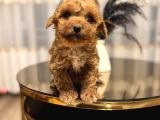 Core Babadan Teacup Poodld Bebekler