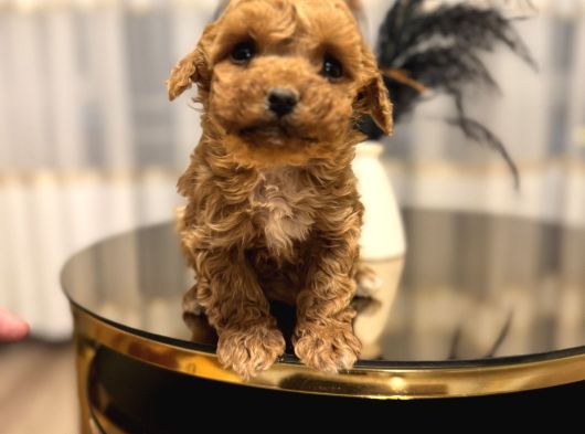 Core Babadan Teacup Poodld Bebekler görsel