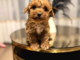 Core Teacup Poodle Bebekler