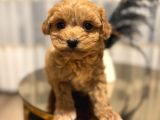 Core Teacup Poodle Bebekler