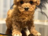 Core Babadan Teacup Poodld Bebekler