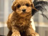 Core Teacup Poodle Bebekler