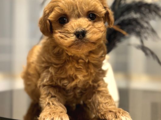 Core Babadan Teacup Poodld Bebekler