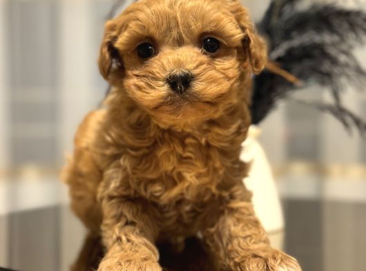 Core Teacup Poodle Bebekler görsel