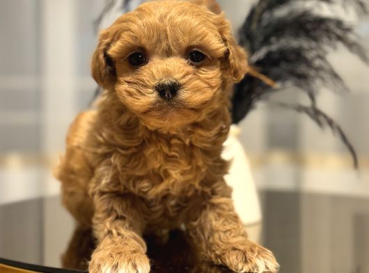 Core Teacup Poodle Bebekler görsel