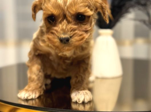 Core Teacup Poodle Bebekler görsel