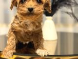 Core Babadan Teacup Poodld Bebekler