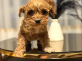 Core Babadan Teacup Poodld Bebekler
