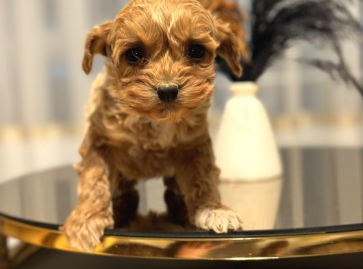 Core Babadan Teacup Poodld Bebekler görsel