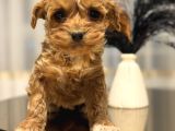 Core Teacup Poodle Bebekler
