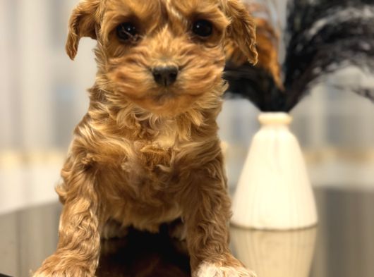 Core Babadan Teacup Poodld Bebekler görsel