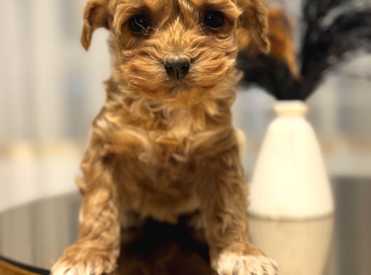 Core Teacup Poodle Bebekler görsel