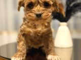 Core Babadan Teacup Poodld Bebekler