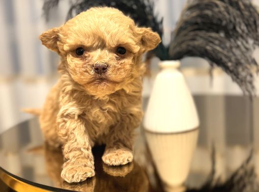 Core Babadan Teacup Poodld Bebekler görsel