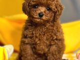 Aşıları Tam Teslime Hazır Safkan Toypoodle