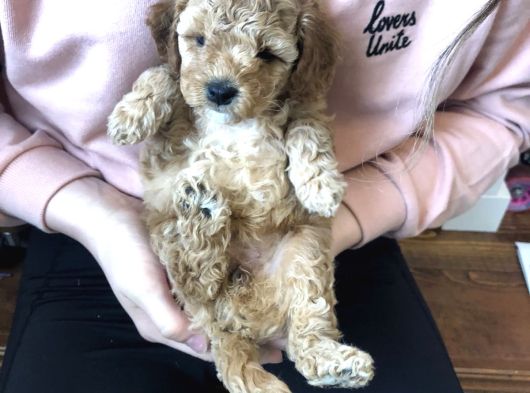 Toy Poodle Yavrularımız