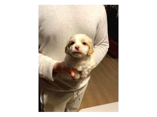 Mini Boy Maltipoo Bebeklerimiz