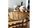 Maltipoo Bebeklerimiz
