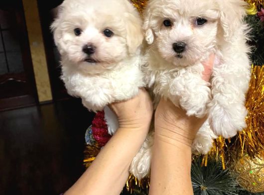 Muhtesem Orjinal Bichon Fri̇se görsel
