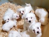 Muhteşem Maltese