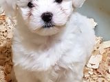 Muhteşem Maltese