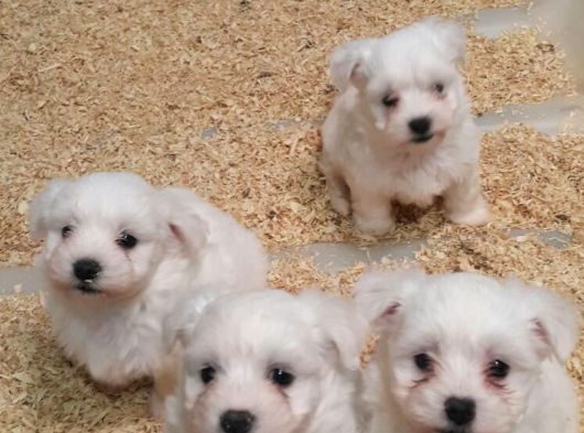 Muhteşem Maltese