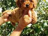 Muhteşem Mini Toy Poodle Lar