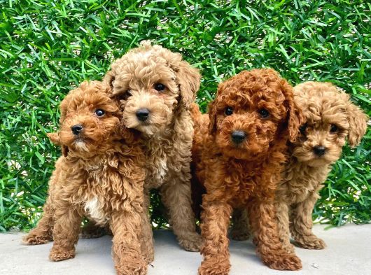 Muhteşem Mini Toy Poodle Lar görsel