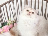 Safkan British Longhair - Aşıları Yapılmış - Aşırı Sosyal
