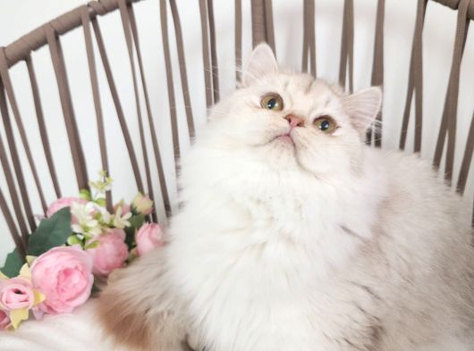 Safkan British Longhair - Aşıları Yapılmış - Aşırı Sosyal görsel