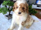 ÖZEL RENK LABRADOODLE BEBEĞİMİZ TEK AŞILI