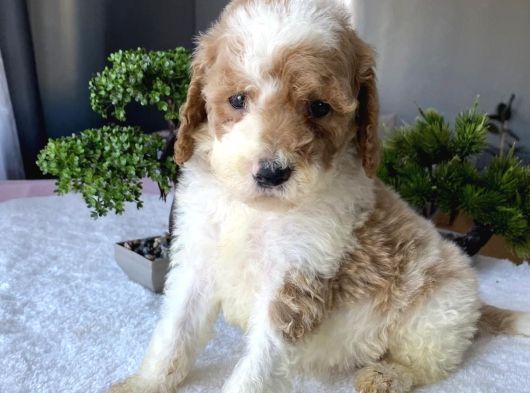 Özel Renk Labradoodle Bebeği̇mi̇z Tek Aşili görsel