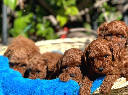 Safkan Ve Irk Garantili Yavrularımız görsel